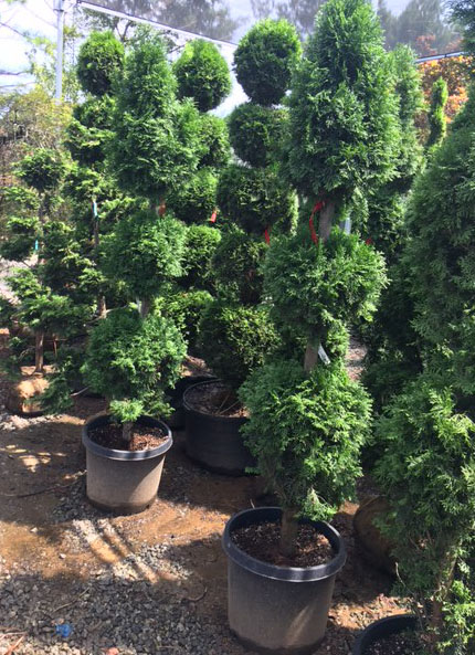 84 inch - 3 balls and Spear Thuja Topiary ONSALE